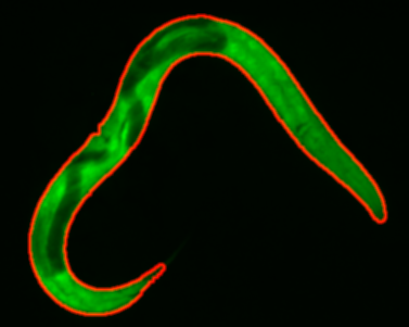 Computationally straightened C. elegans